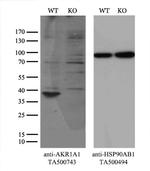 AKR1A1 Antibody