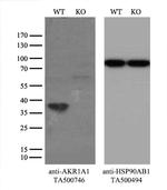 AKR1A1 Antibody