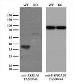 AKR1A1 Antibody in Western Blot (WB)