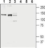 KCC1 (SLC12A4) Antibody in Western Blot (WB)