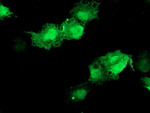 AKT1 Antibody in Immunocytochemistry (ICC/IF)