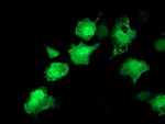 AKT1 Antibody in Immunocytochemistry (ICC/IF)