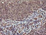 AKT1 Antibody in Immunohistochemistry (Paraffin) (IHC (P))