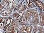 AKT1 Antibody in Immunohistochemistry (Paraffin) (IHC (P))