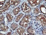 AKT1 Antibody in Immunohistochemistry (Paraffin) (IHC (P))