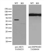 AKT1 Antibody