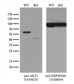 AKT1 Antibody