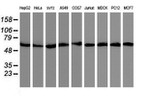 AKT1 Antibody in Western Blot (WB)