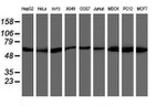 AKT1 Antibody in Western Blot (WB)