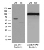 AKT1 Antibody in Western Blot (WB)