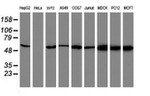 AKT1 Antibody in Western Blot (WB)