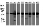 AKT1 Antibody in Western Blot (WB)