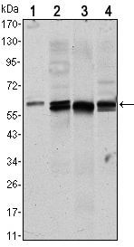 AKT1 Antibody in Western Blot (WB)