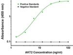 AKT2 Antibody in ELISA (ELISA)