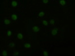 AKT3 Antibody in Immunocytochemistry (ICC/IF)