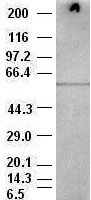 AKT3 Antibody in Western Blot (WB)