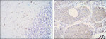 ALDH1A1 Antibody in Immunohistochemistry (Paraffin) (IHC (P))