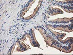 ALDH1A3 Antibody in Immunohistochemistry (Paraffin) (IHC (P))