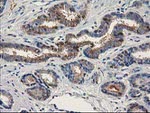 ALDH1A3 Antibody in Immunohistochemistry (Paraffin) (IHC (P))