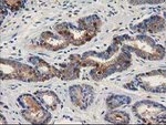 ALDH1A3 Antibody in Immunohistochemistry (Paraffin) (IHC (P))