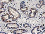 ALDH1A3 Antibody in Immunohistochemistry (Paraffin) (IHC (P))