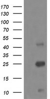 ALDH1A3 Antibody in Western Blot (WB)