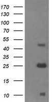 ALDH1A3 Antibody in Western Blot (WB)