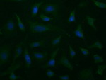 ALDH1L1 Antibody in Immunocytochemistry (ICC/IF)