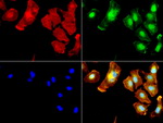 ALDH1L1 Antibody in Immunocytochemistry (ICC/IF)