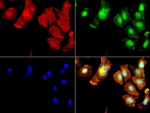 ALDH1L1 Antibody in Immunocytochemistry (ICC/IF)