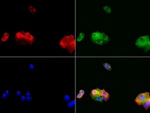 ALDH1L1 Antibody in Immunocytochemistry (ICC/IF)