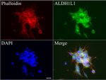 ALDH1L1 Antibody in Immunocytochemistry (ICC/IF)