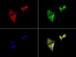 ALDH1L1 Antibody in Immunocytochemistry (ICC/IF)