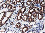 ALDH1L1 Antibody in Immunohistochemistry (Paraffin) (IHC (P))