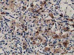 ALDH1L1 Antibody in Immunohistochemistry (Paraffin) (IHC (P))