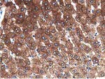 ALDH1L1 Antibody in Immunohistochemistry (Paraffin) (IHC (P))