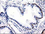 ALDH1L1 Antibody in Immunohistochemistry (Paraffin) (IHC (P))