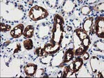 ALDH1L1 Antibody in Immunohistochemistry (Paraffin) (IHC (P))