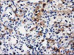 ALDH1L1 Antibody in Immunohistochemistry (Paraffin) (IHC (P))