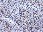 ALDH1L1 Antibody in Immunohistochemistry (Paraffin) (IHC (P))