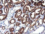 ALDH1L1 Antibody in Immunohistochemistry (Paraffin) (IHC (P))