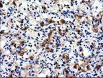 ALDH1L1 Antibody in Immunohistochemistry (Paraffin) (IHC (P))