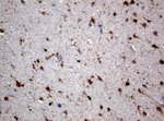 ALDH1L1 Antibody in Immunohistochemistry (Paraffin) (IHC (P))