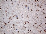 ALDH1L1 Antibody in Immunohistochemistry (Paraffin) (IHC (P))