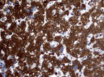 ALDH1L1 Antibody in Immunohistochemistry (Paraffin) (IHC (P))