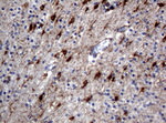 ALDH1L1 Antibody in Immunohistochemistry (Paraffin) (IHC (P))