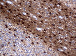 ALDH1L1 Antibody in Immunohistochemistry (Paraffin) (IHC (P))