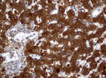 ALDH1L1 Antibody in Immunohistochemistry (Paraffin) (IHC (P))