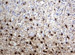 ALDH1L1 Antibody in Immunohistochemistry (Paraffin) (IHC (P))