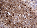 ALDH1L1 Antibody in Immunohistochemistry (Paraffin) (IHC (P))